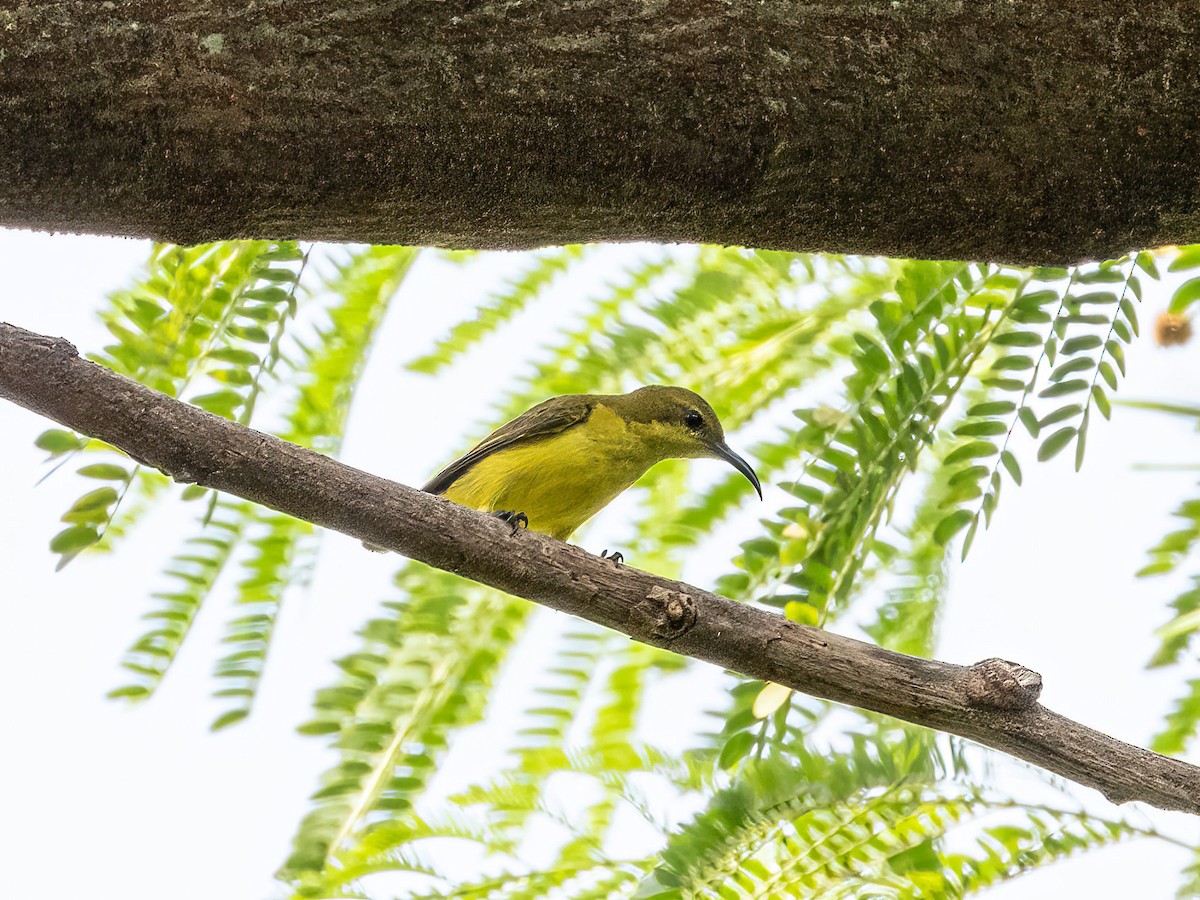 Ornate Sunbird (Ornate) - ML645944700