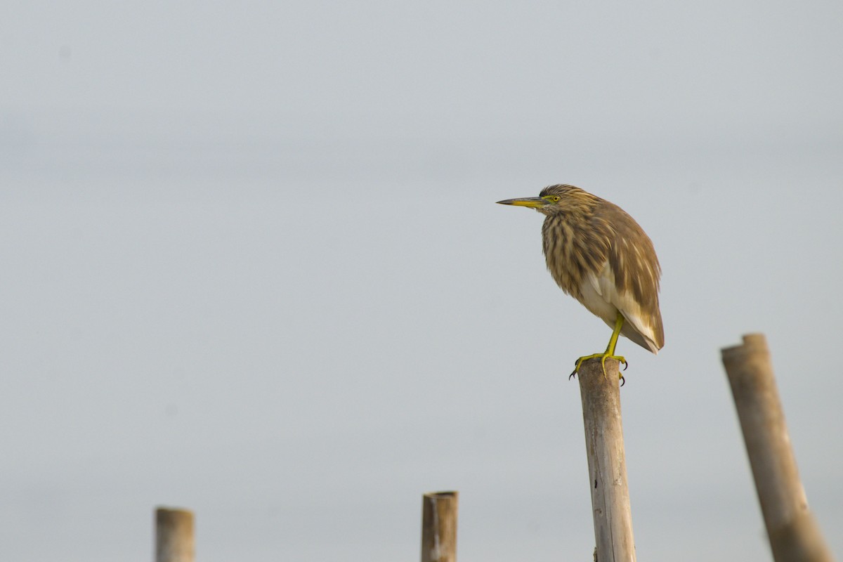 Indian Pond-Heron - ML645944701