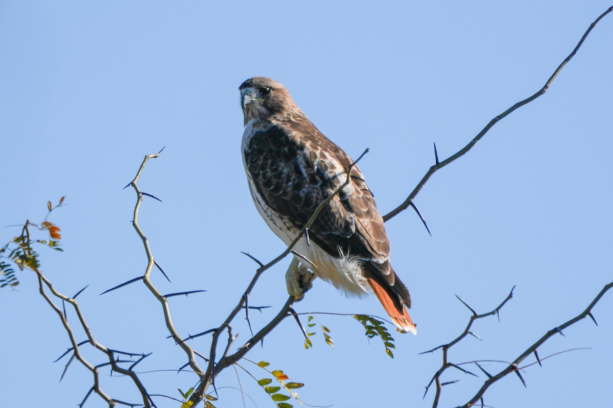 Kızıl Kuyruklu Şahin - ML645944703