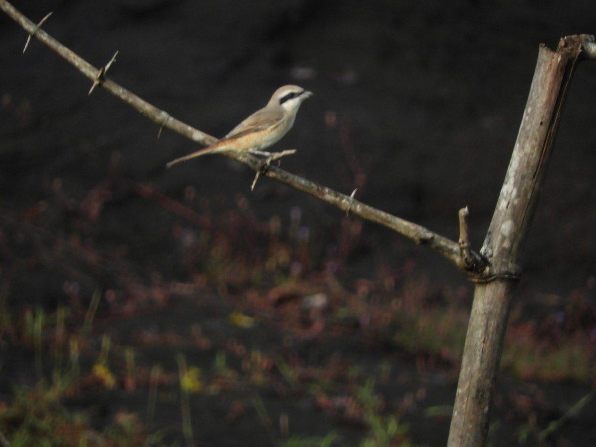 Brown Shrike - ML645944704