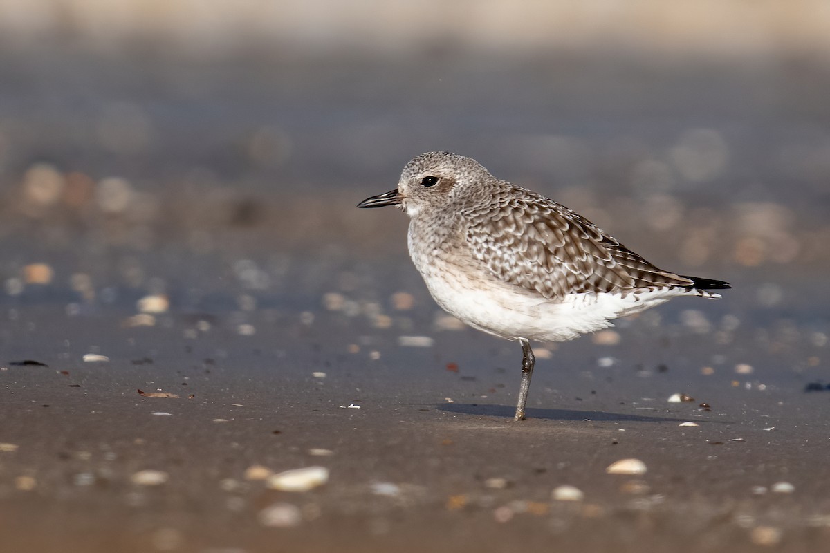 Black-bellied Plover - ML645944710