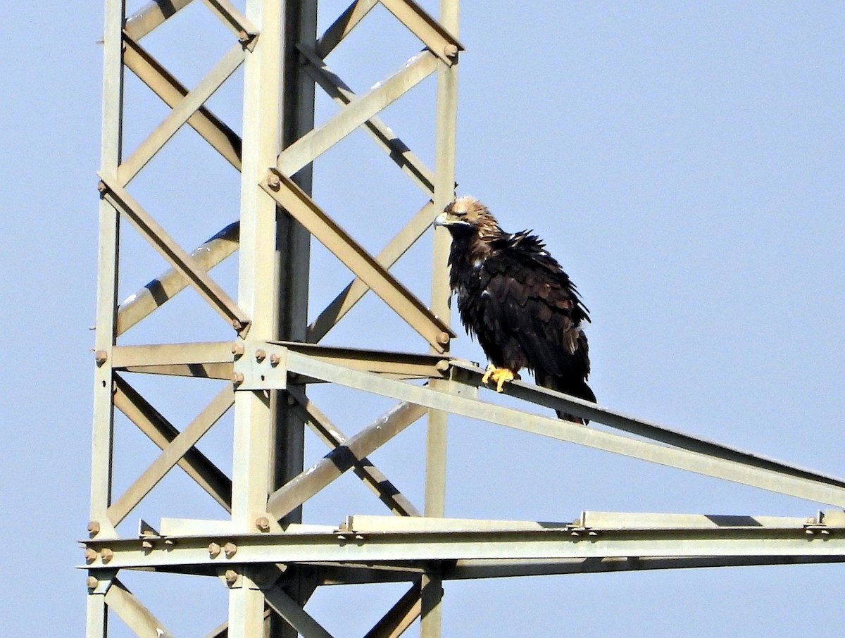 Imperial Eagle - ML645944711