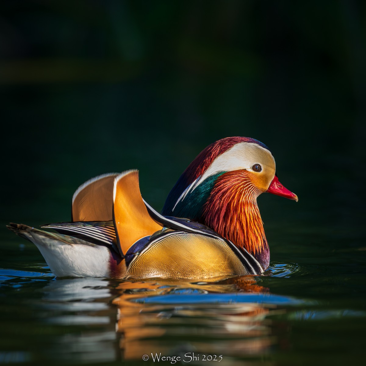 Mandarin Duck - ML645944712