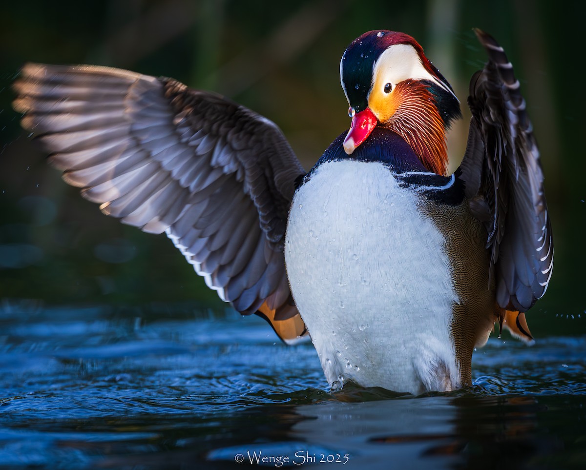 Mandarin Duck - ML645944713