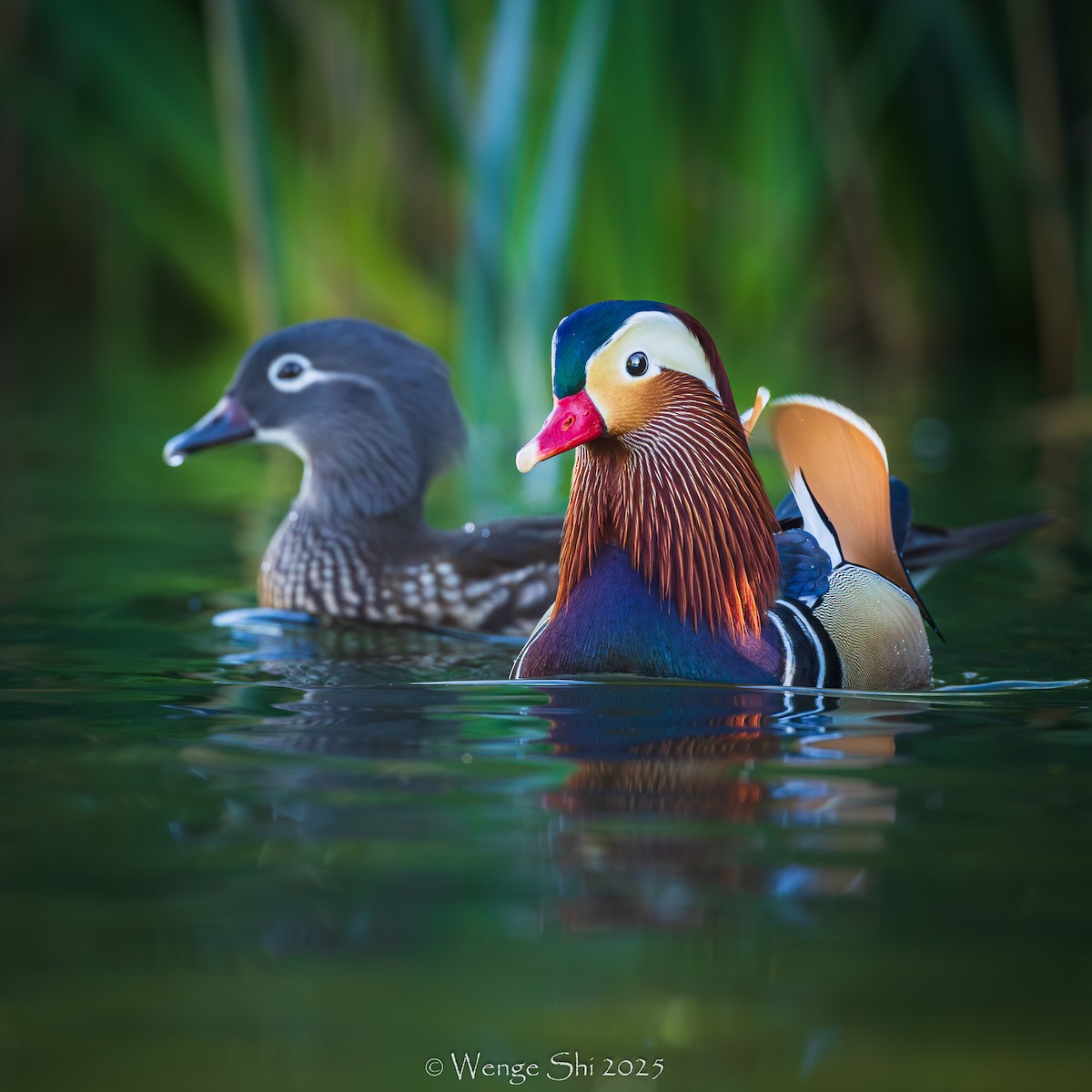 Mandarin Duck - ML645944714