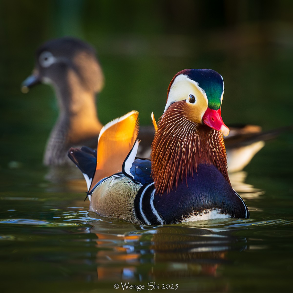 Mandarin Duck - ML645944715