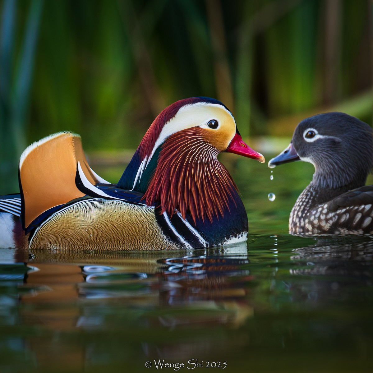 Mandarin Duck - ML645944716