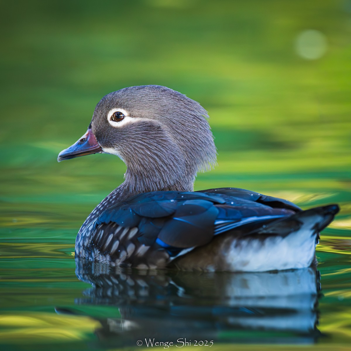 Mandarin Duck - ML645944717