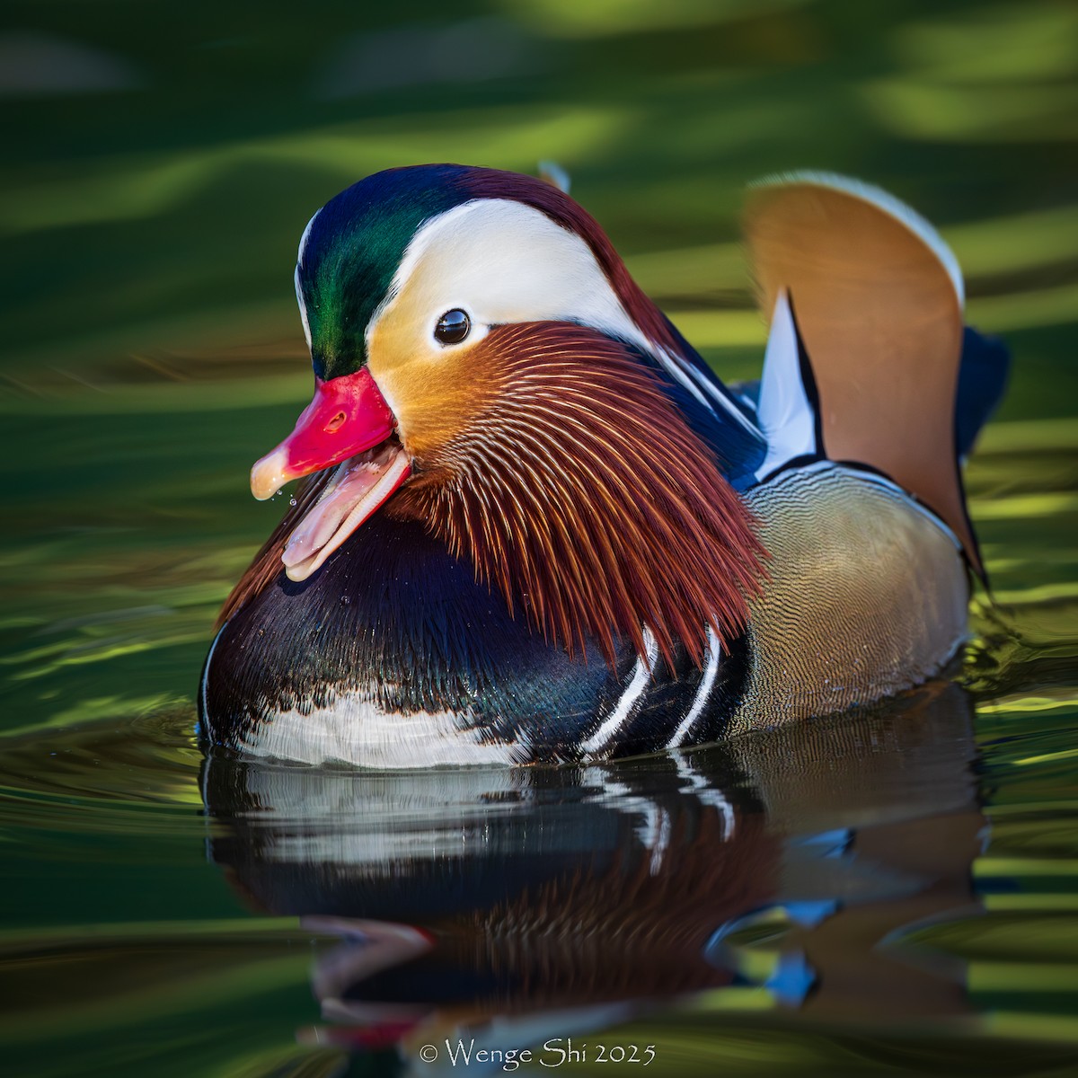 Mandarin Duck - ML645944718