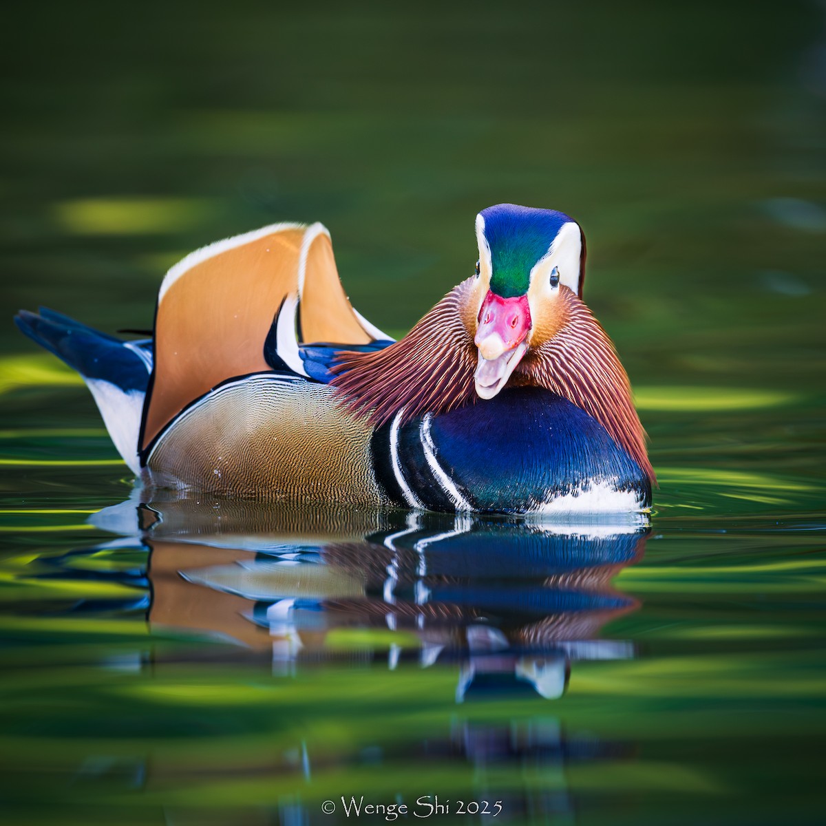 Mandarin Duck - ML645944719