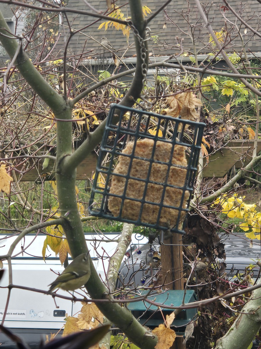 Ruby-crowned Kinglet - ML645944720