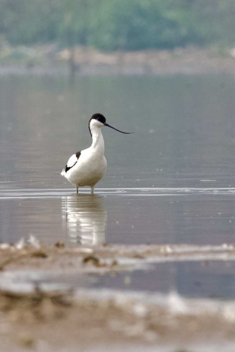 Pied Avocet - ML645944721