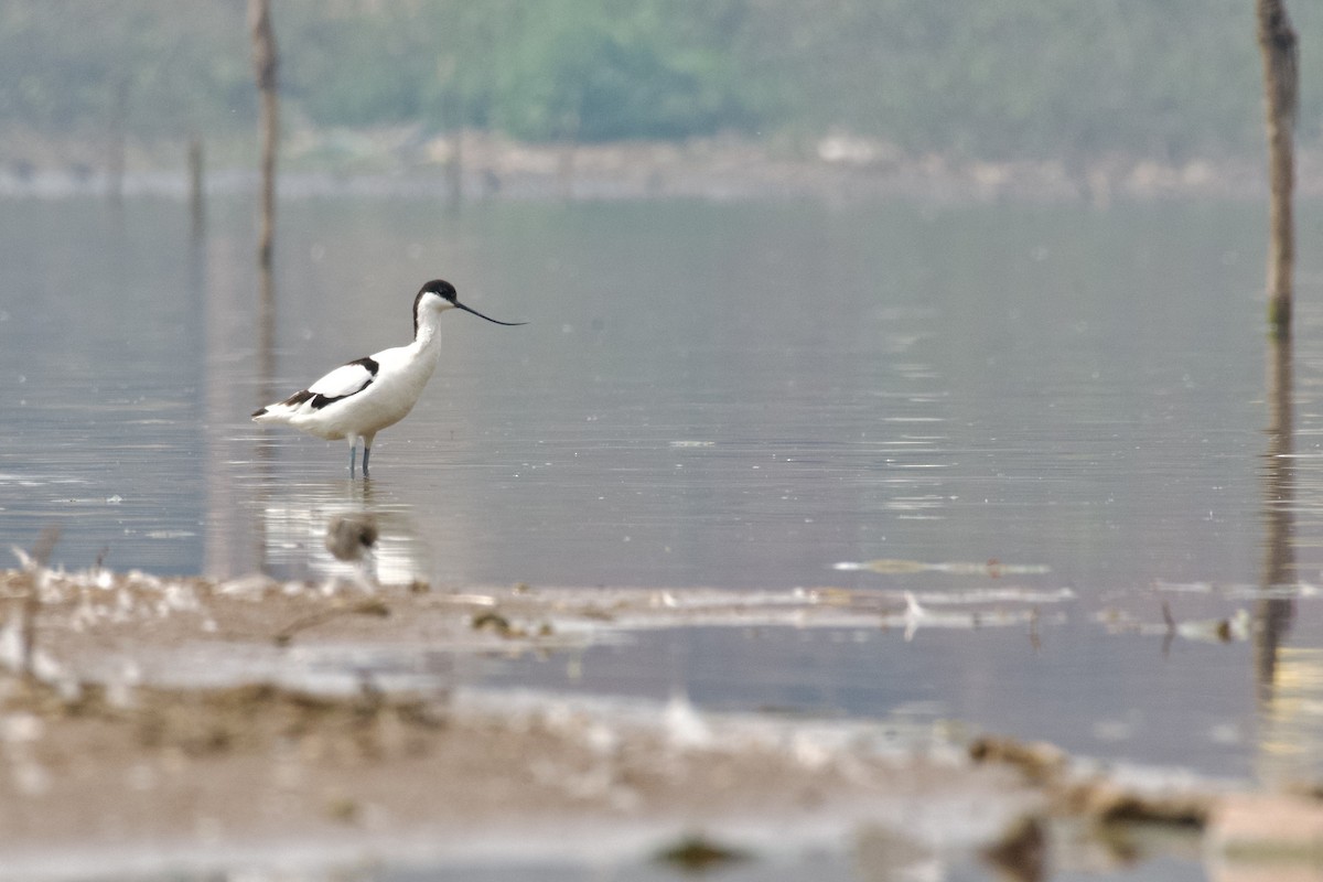 Pied Avocet - ML645944722