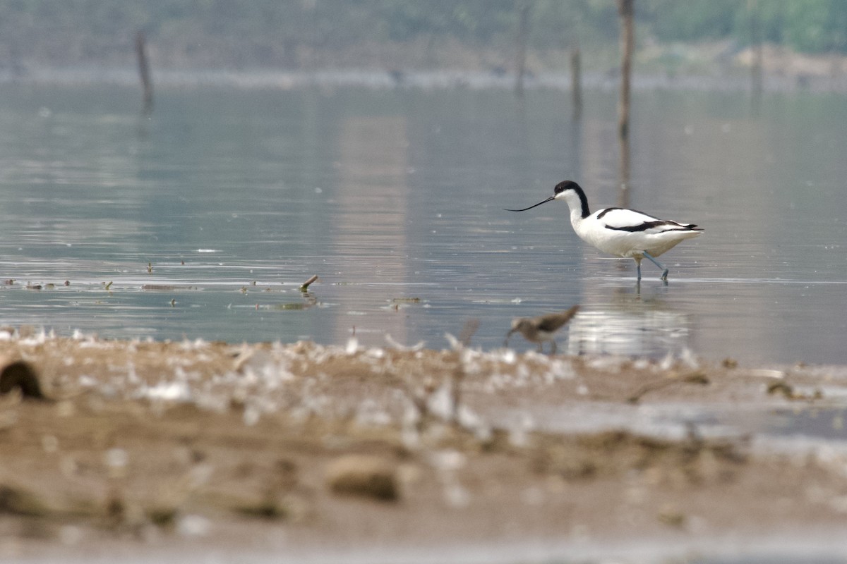 Pied Avocet - ML645944723