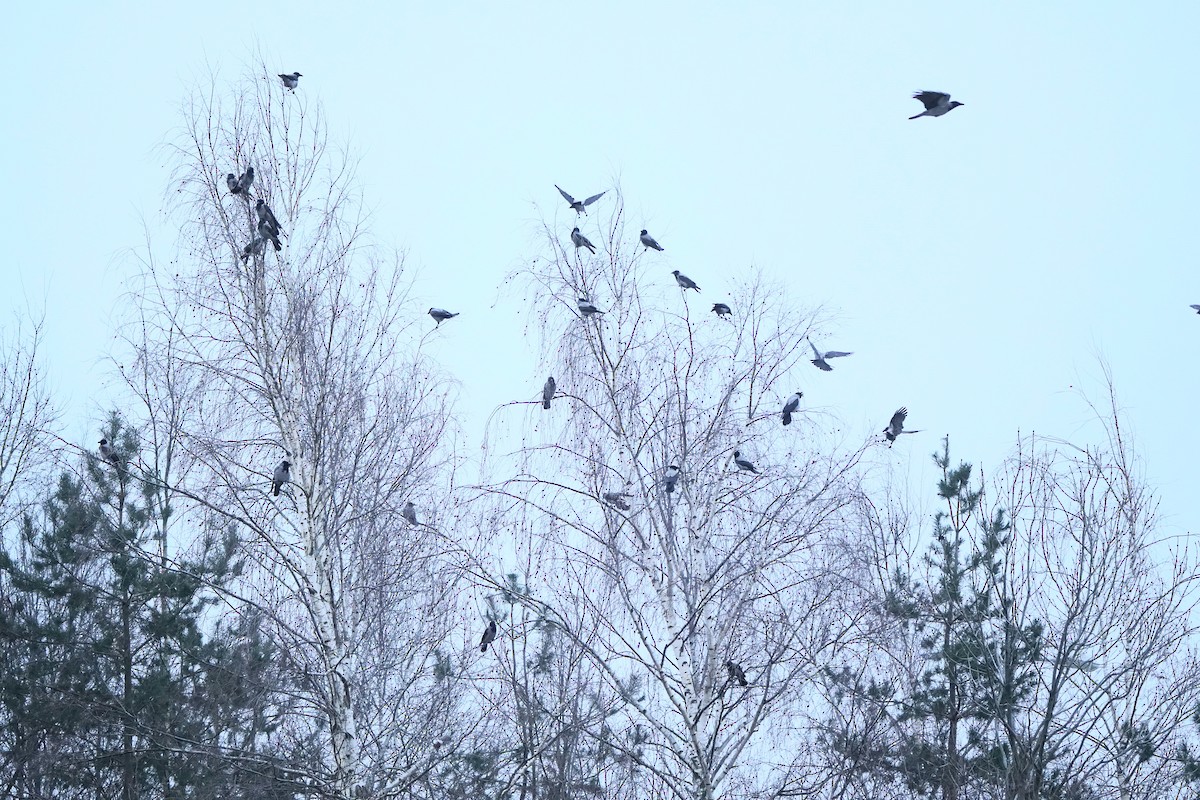Hooded Crow - ML645944724