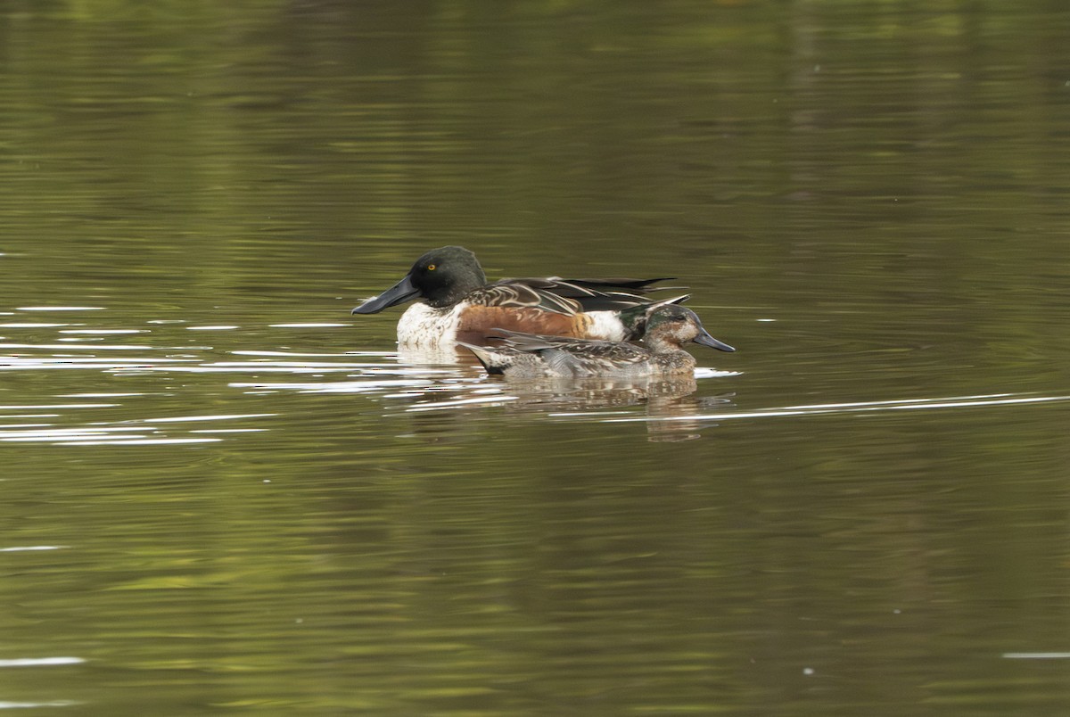 Northern Shoveler - ML645944726
