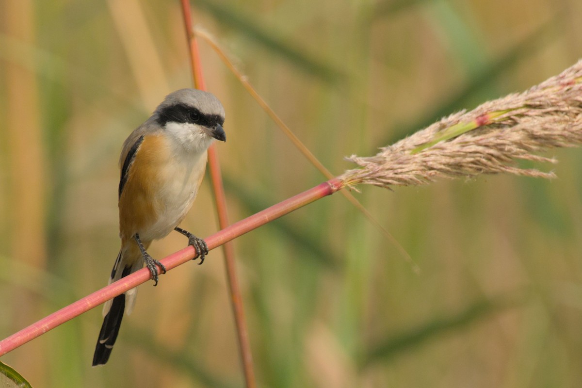 Long-tailed Shrike - ML645944727