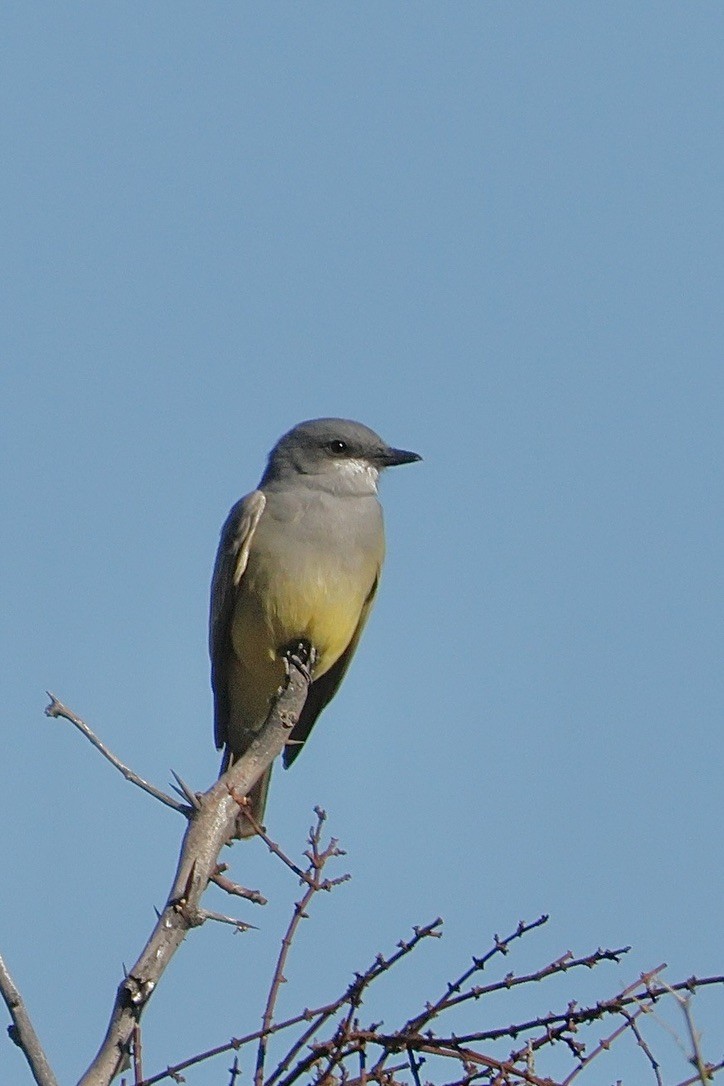 Cassin's Kingbird - ML645944728