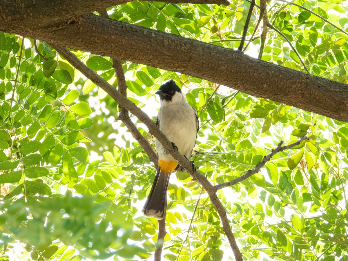 Sooty-headed Bulbul - ML645944729