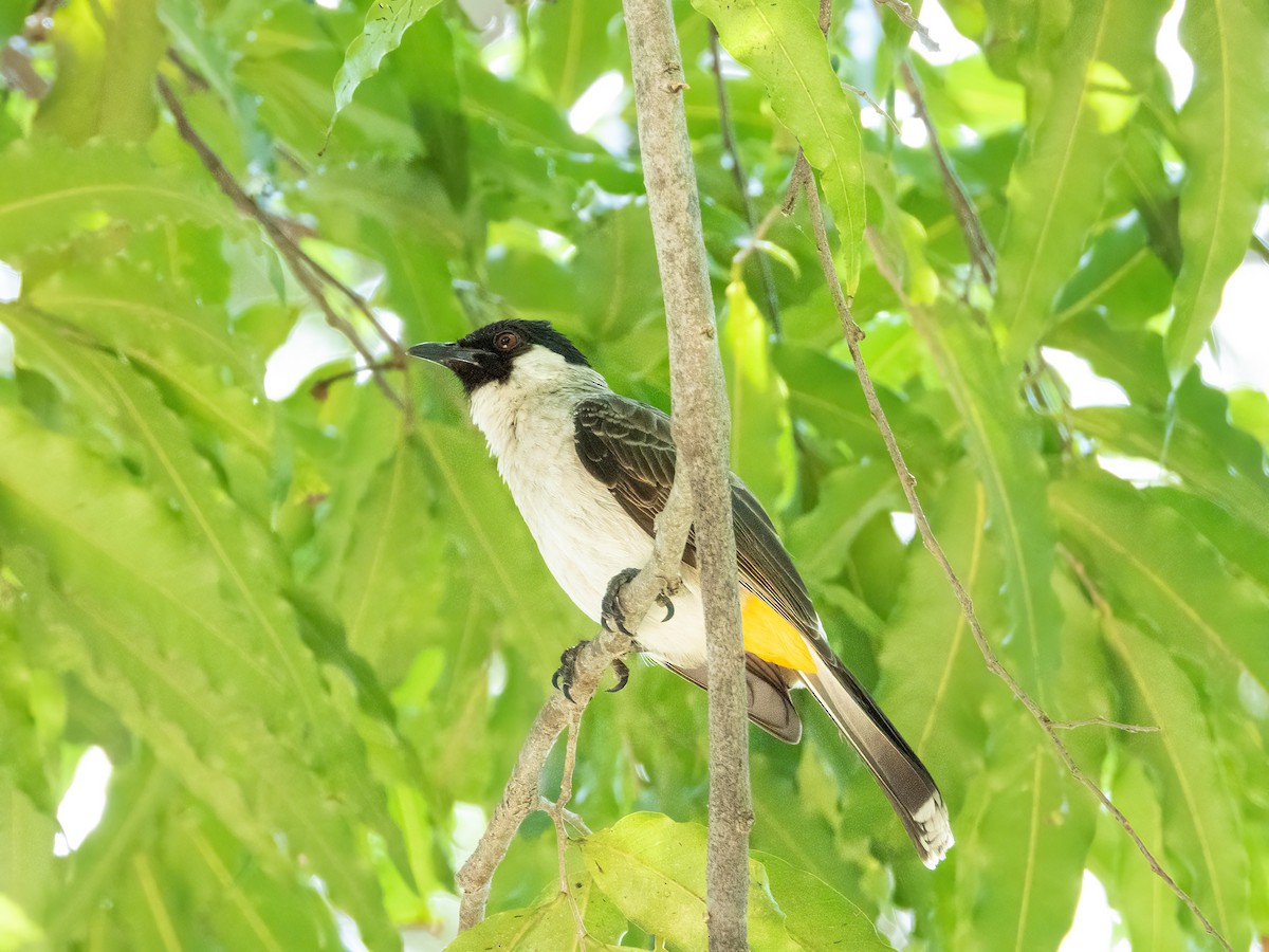Sooty-headed Bulbul - ML645944730