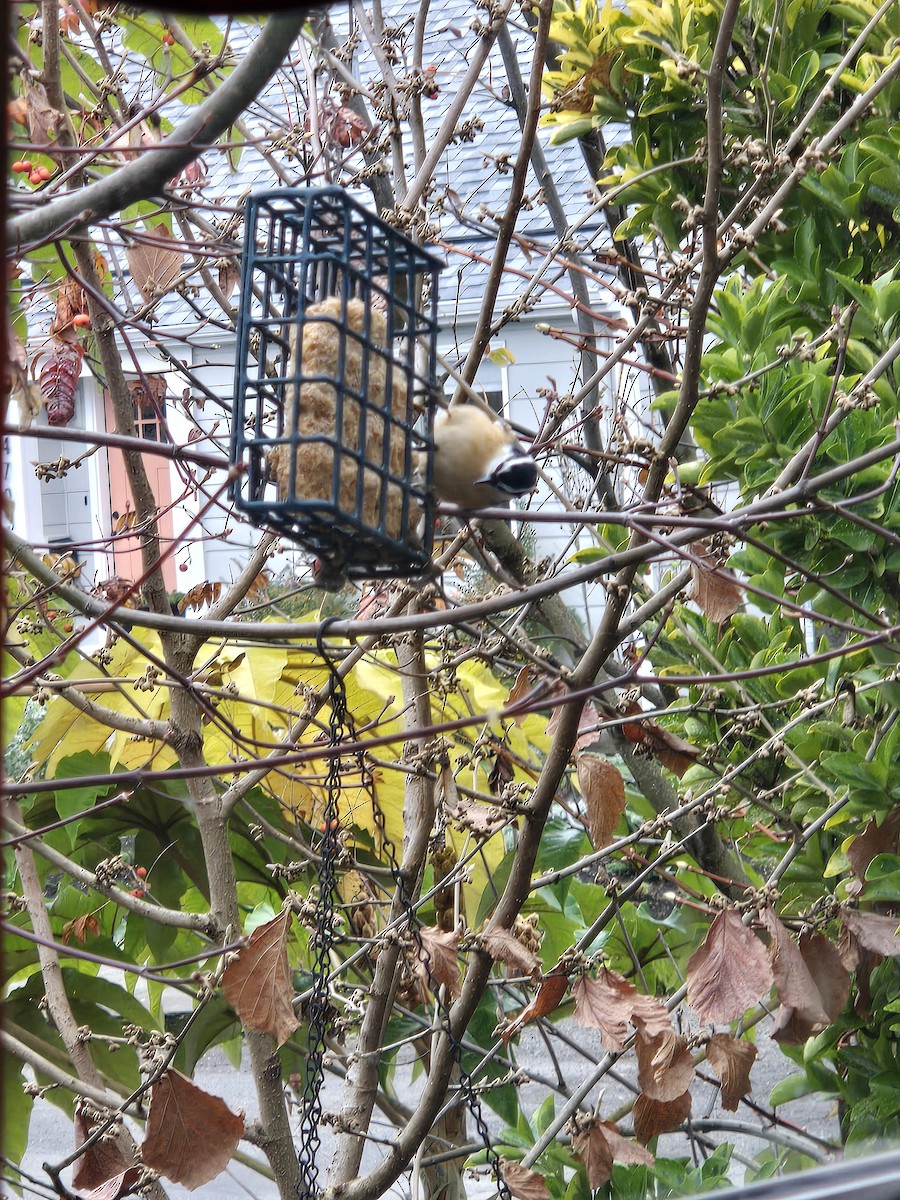Red-breasted Nuthatch - ML645944731