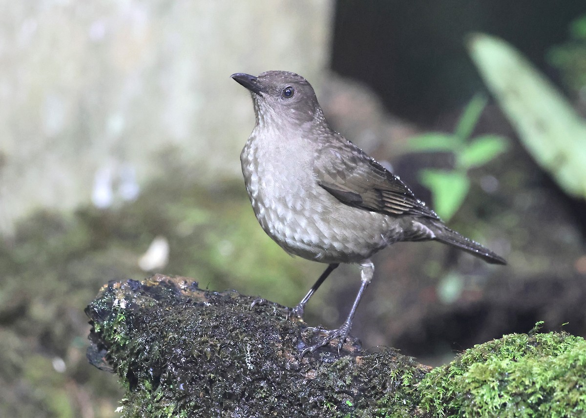 Mountain Thrush - ML645944732