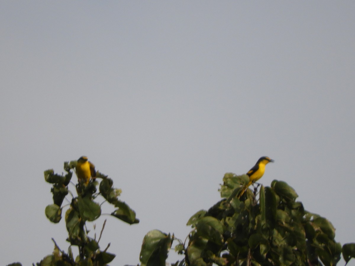 Orange Minivet - ML645944734