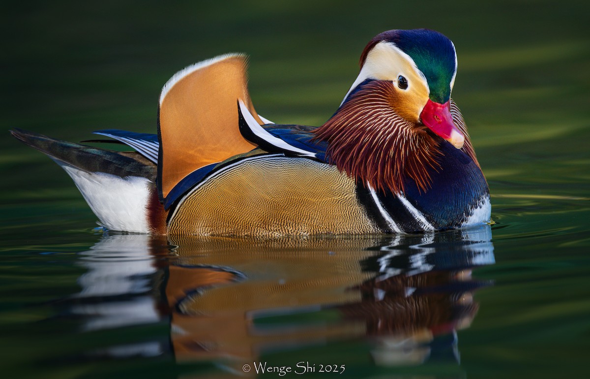 Mandarin Duck - ML645944747