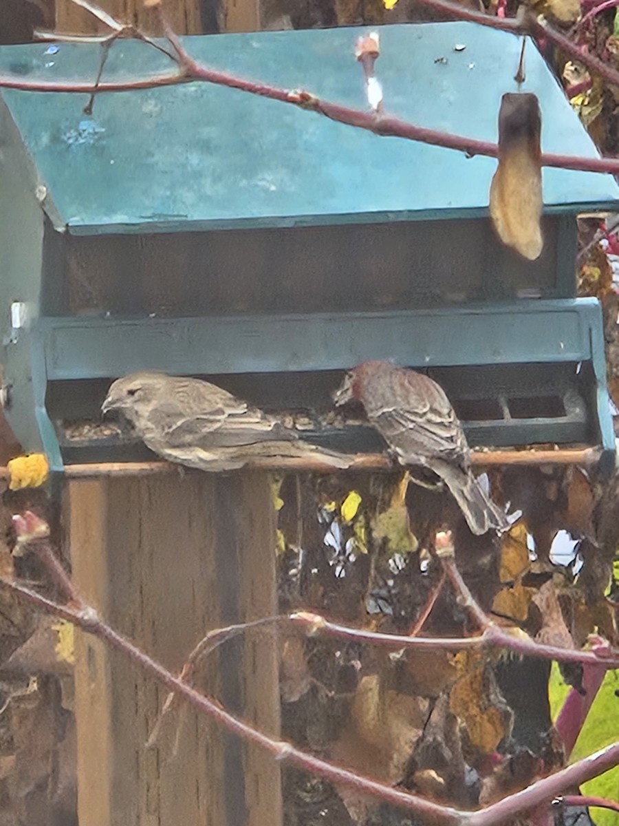 House Finch - ML645944754