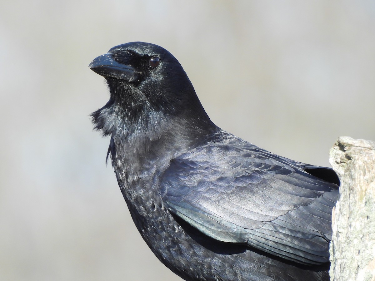 American Crow - ML645944756