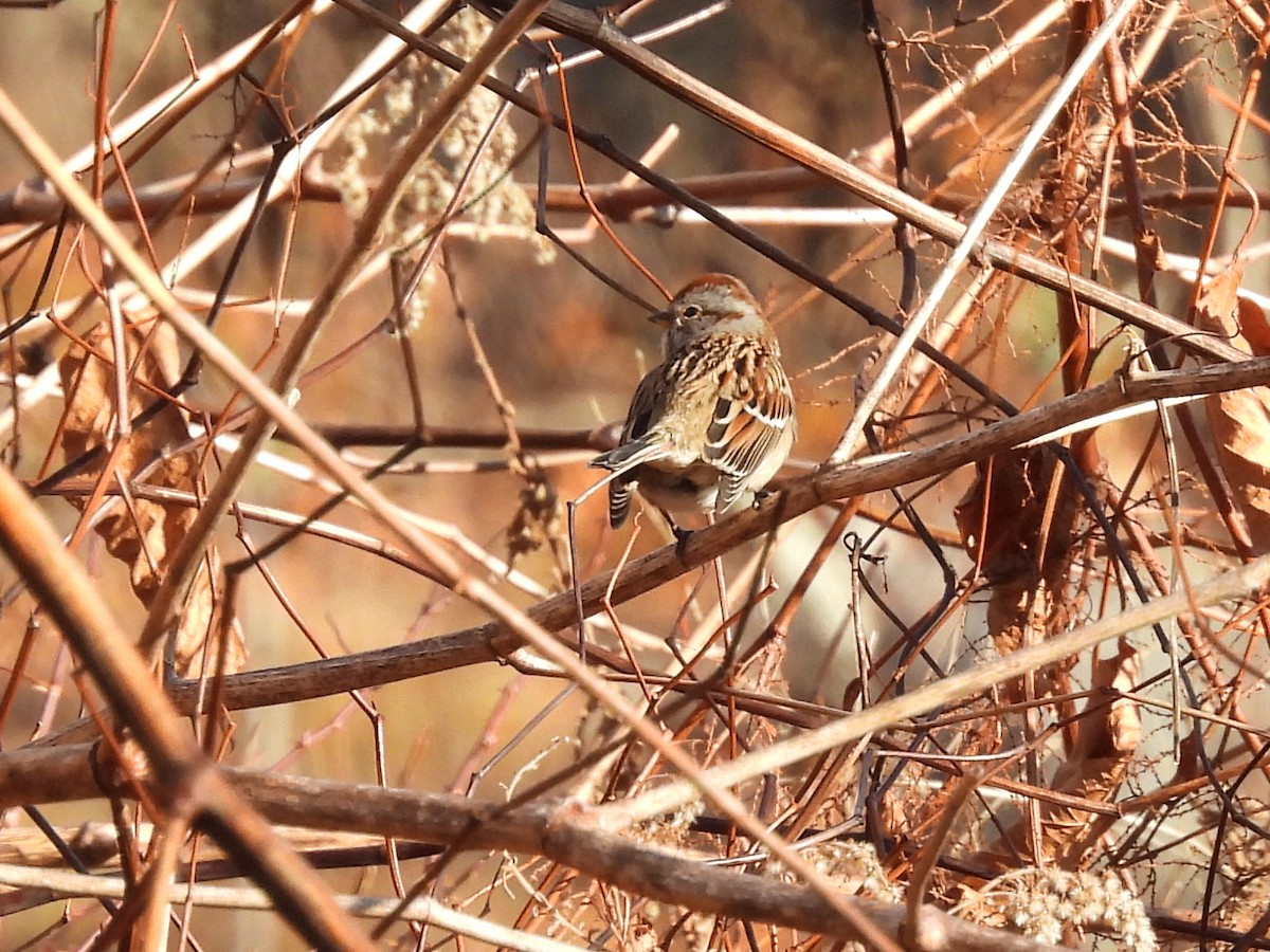 American Tree Sparrow - ML645944759