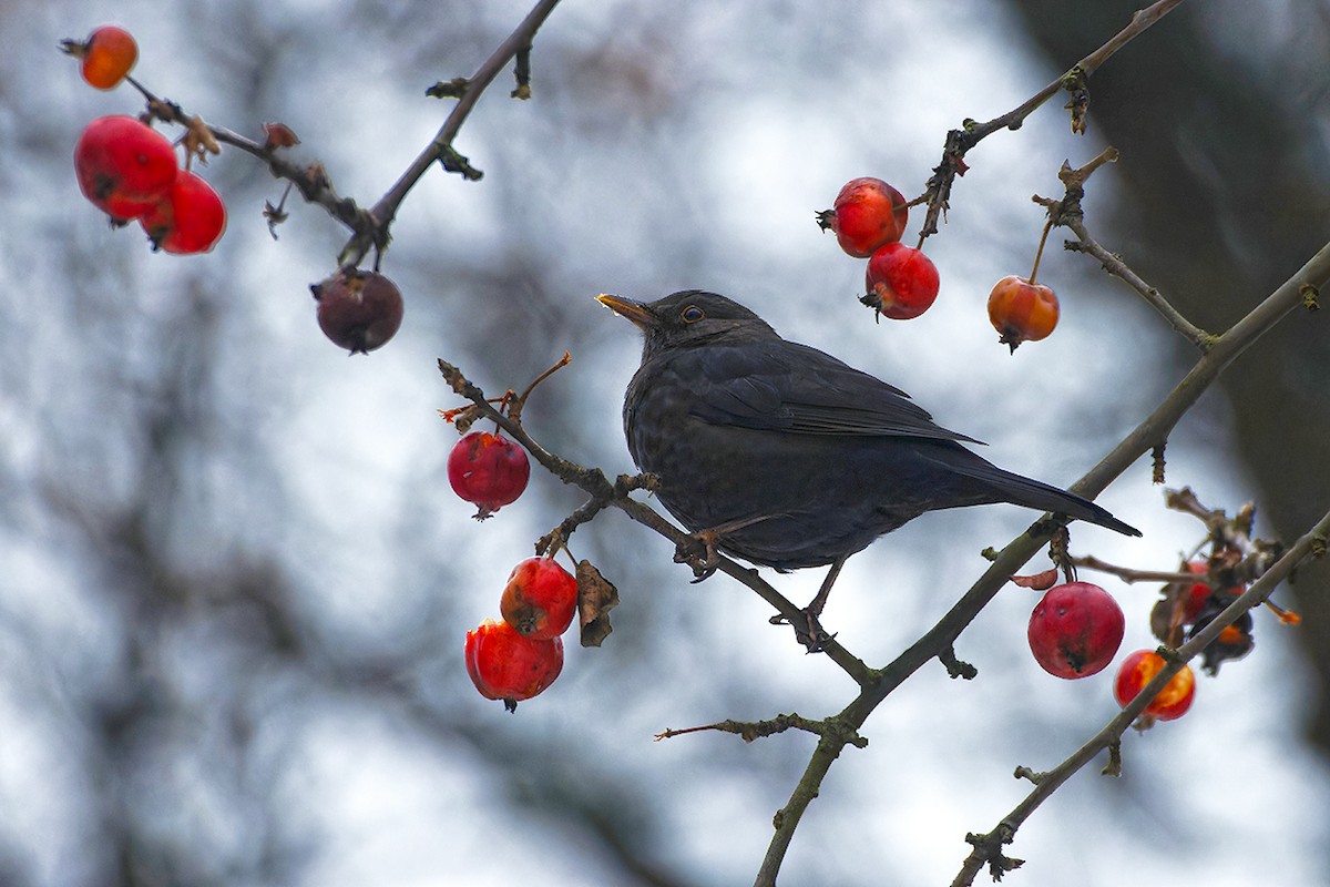 Eurasian Blackbird - ML645944760