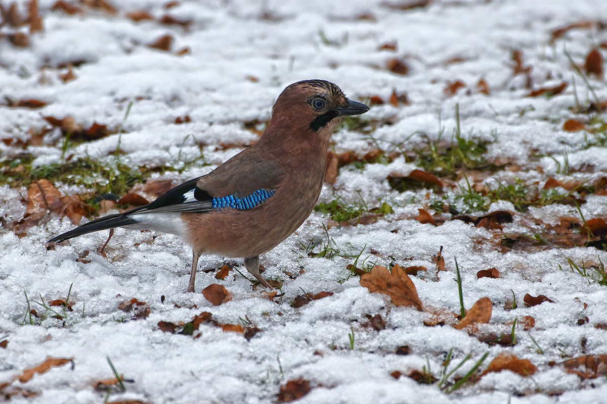 Eurasian Jay - ML645944766