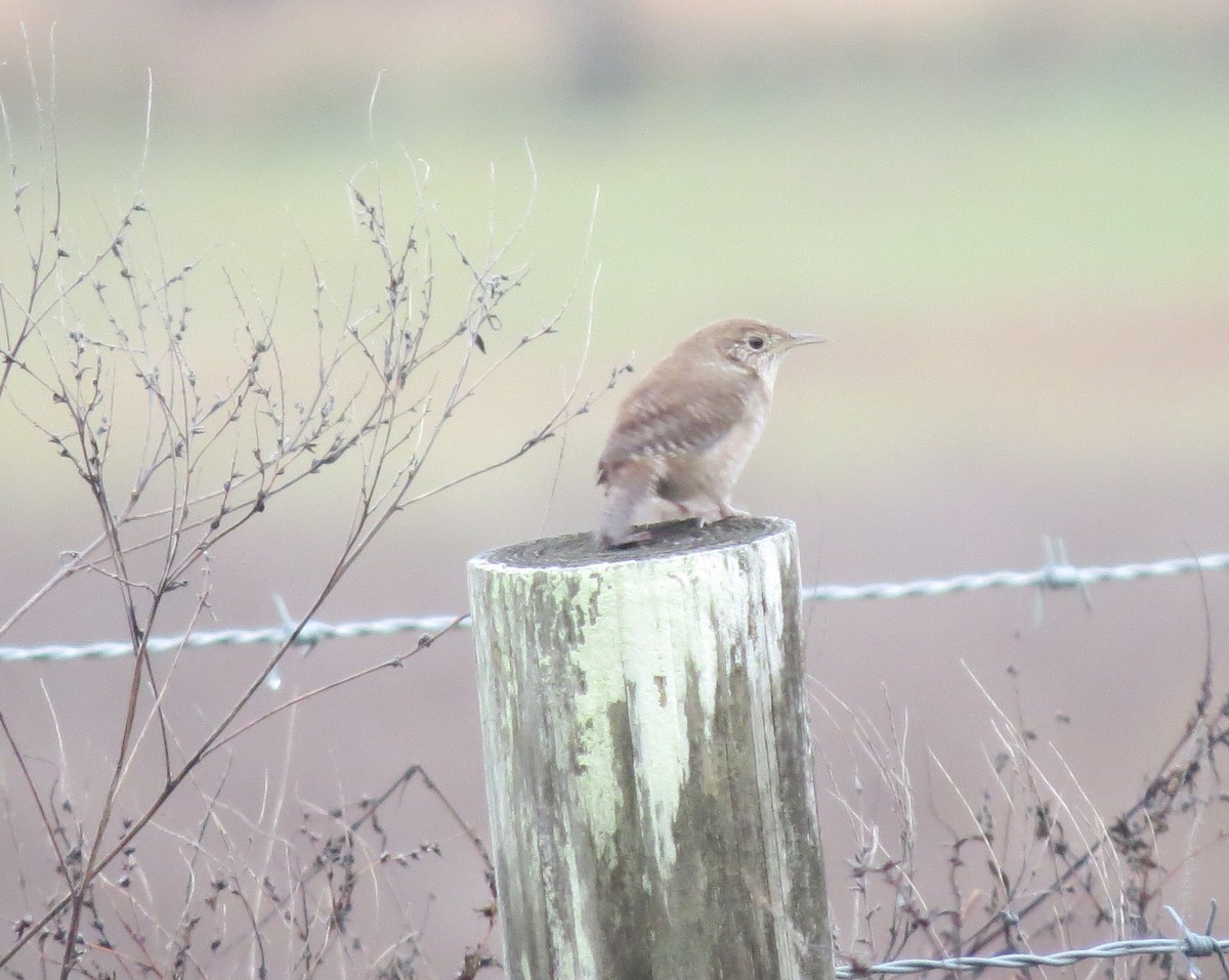 Northern House Wren - ML645944775