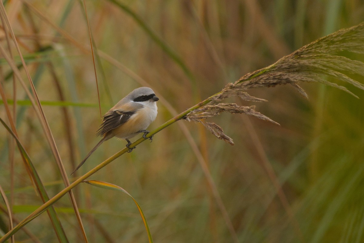 Long-tailed Shrike - ML645944778