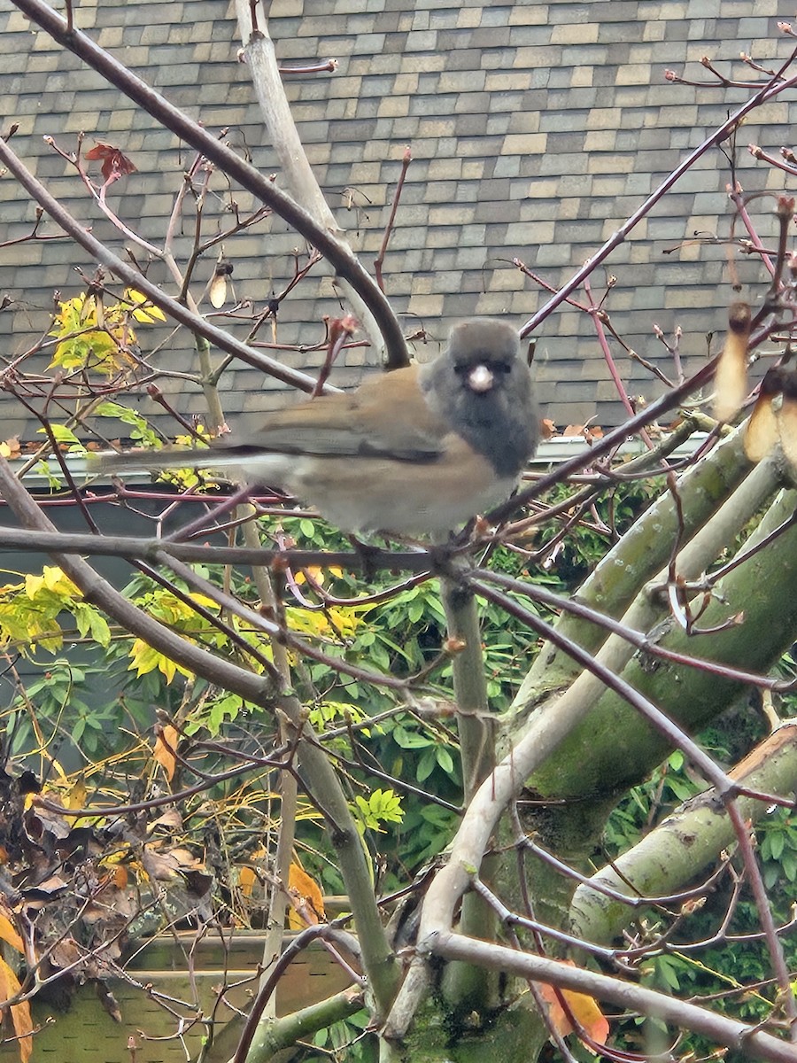 Dark-eyed Junco (Oregon) - ML645944780