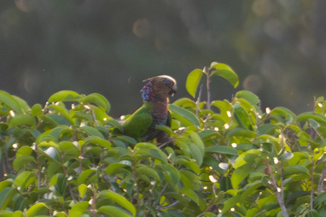 Red-fan Parrot - ML645944786