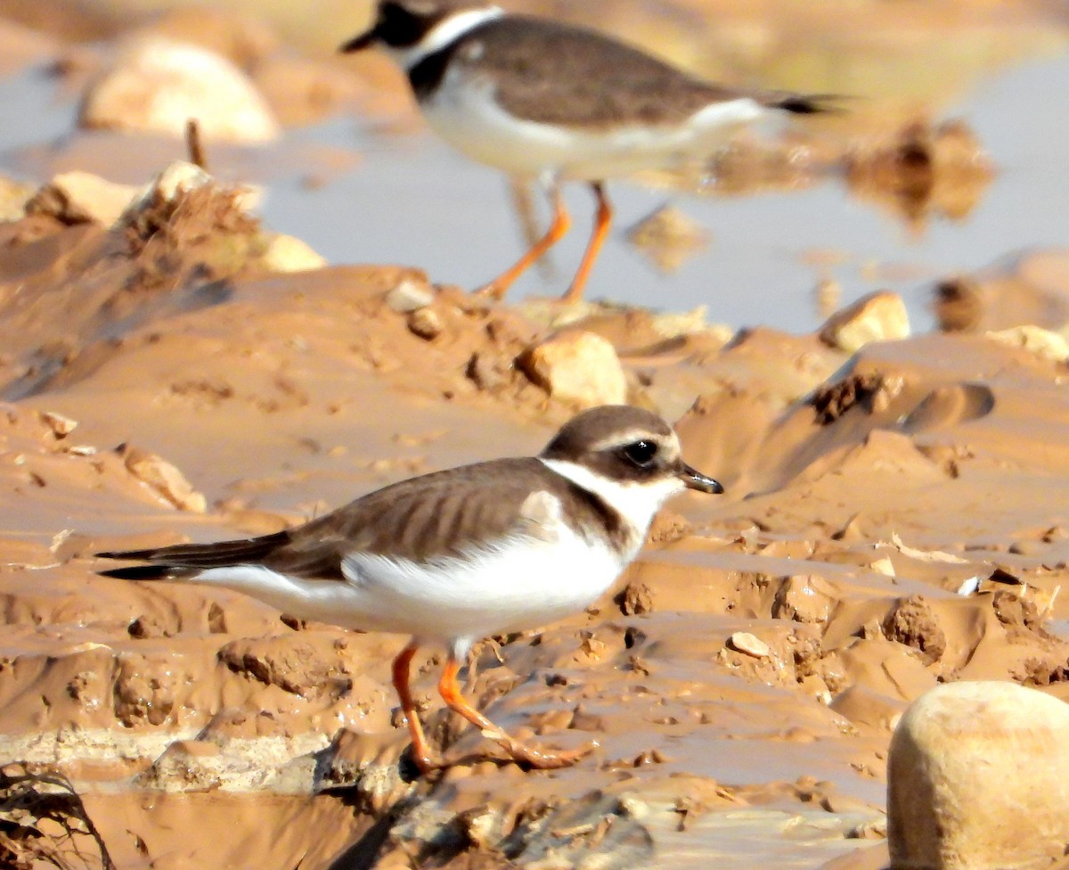 Хүзүүвчит хиазат - ML645944789