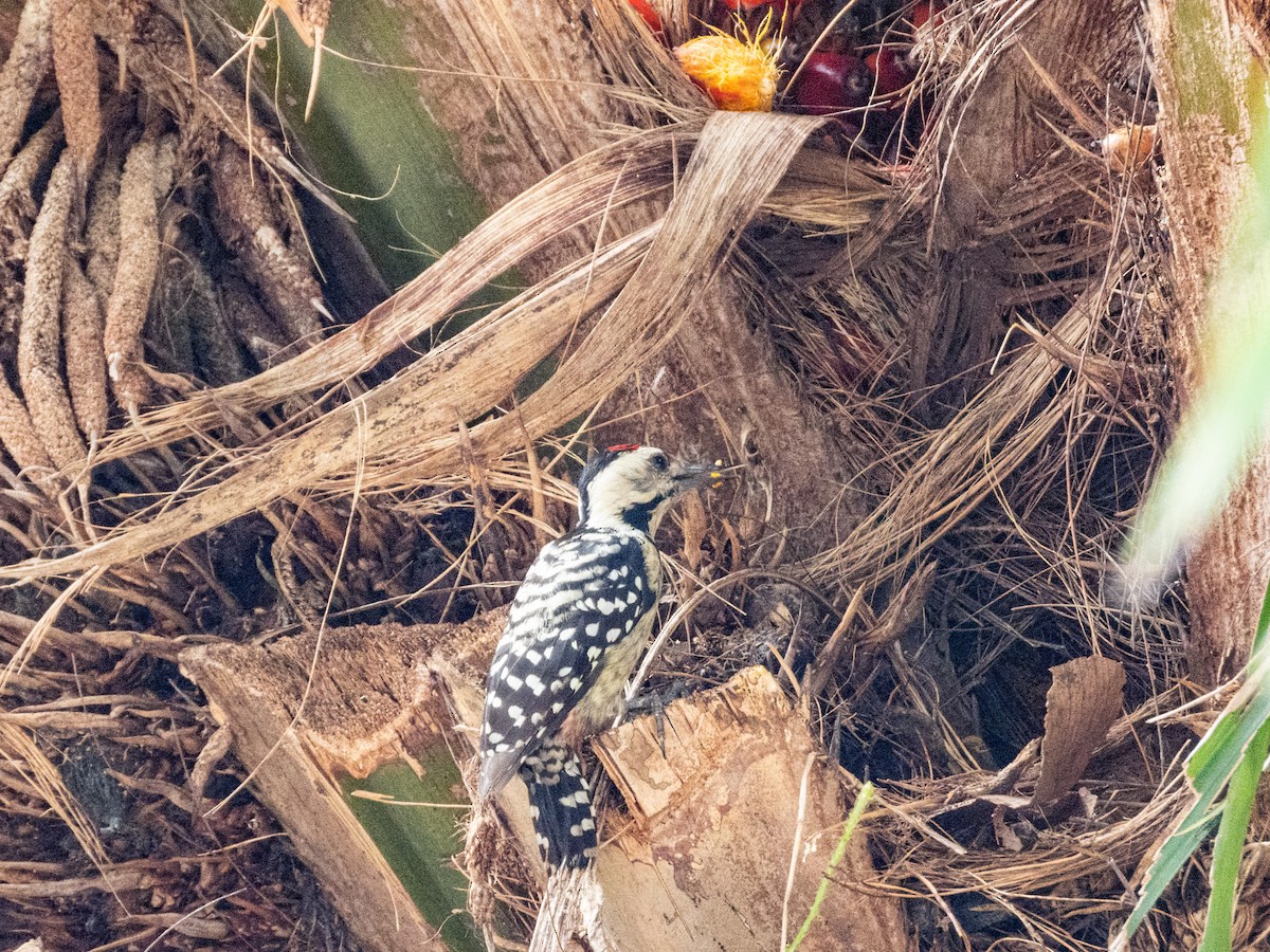 Freckle-breasted Woodpecker - ML645944801