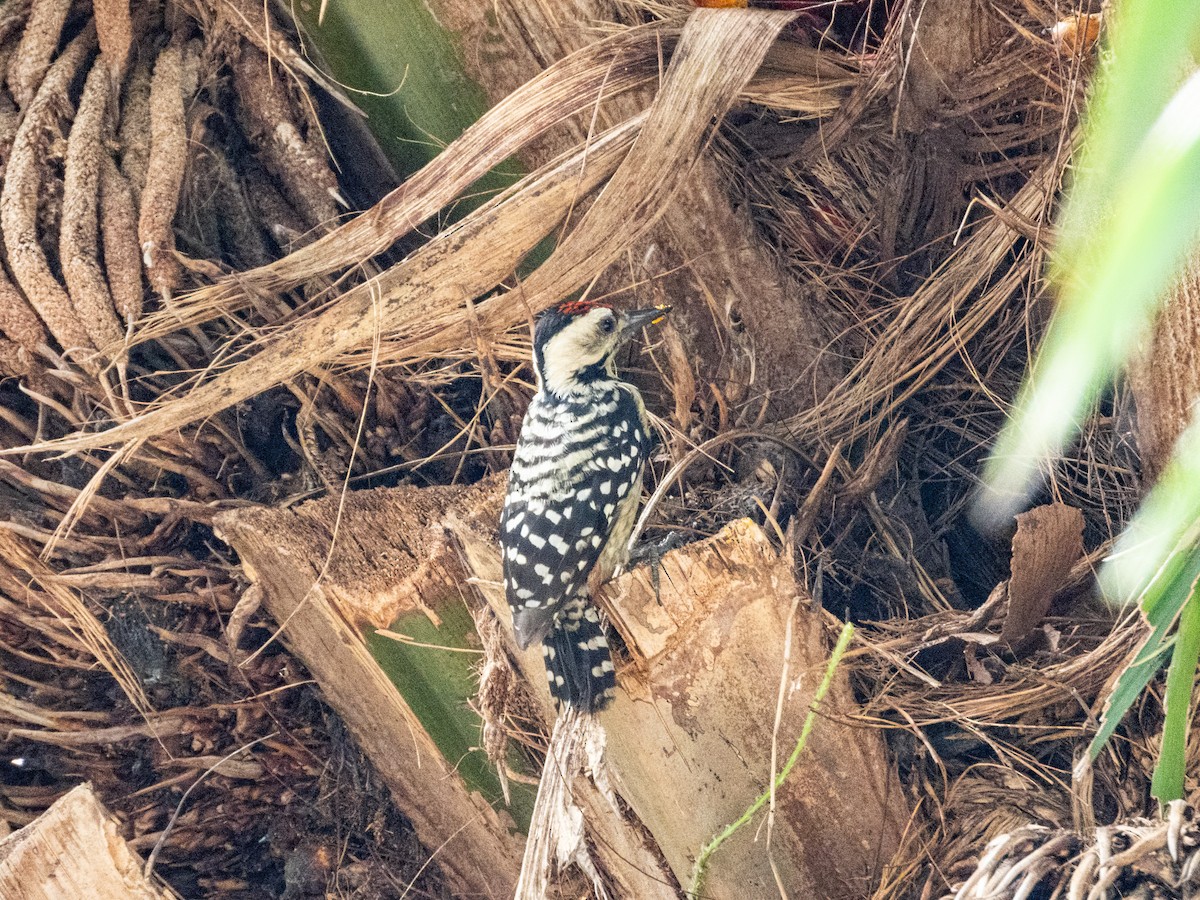 Freckle-breasted Woodpecker - ML645944802