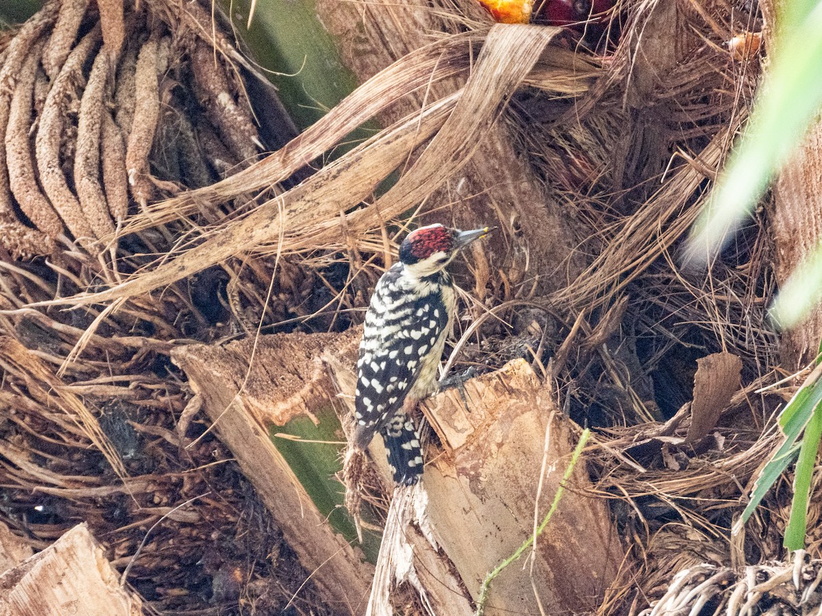 Freckle-breasted Woodpecker - ML645944803