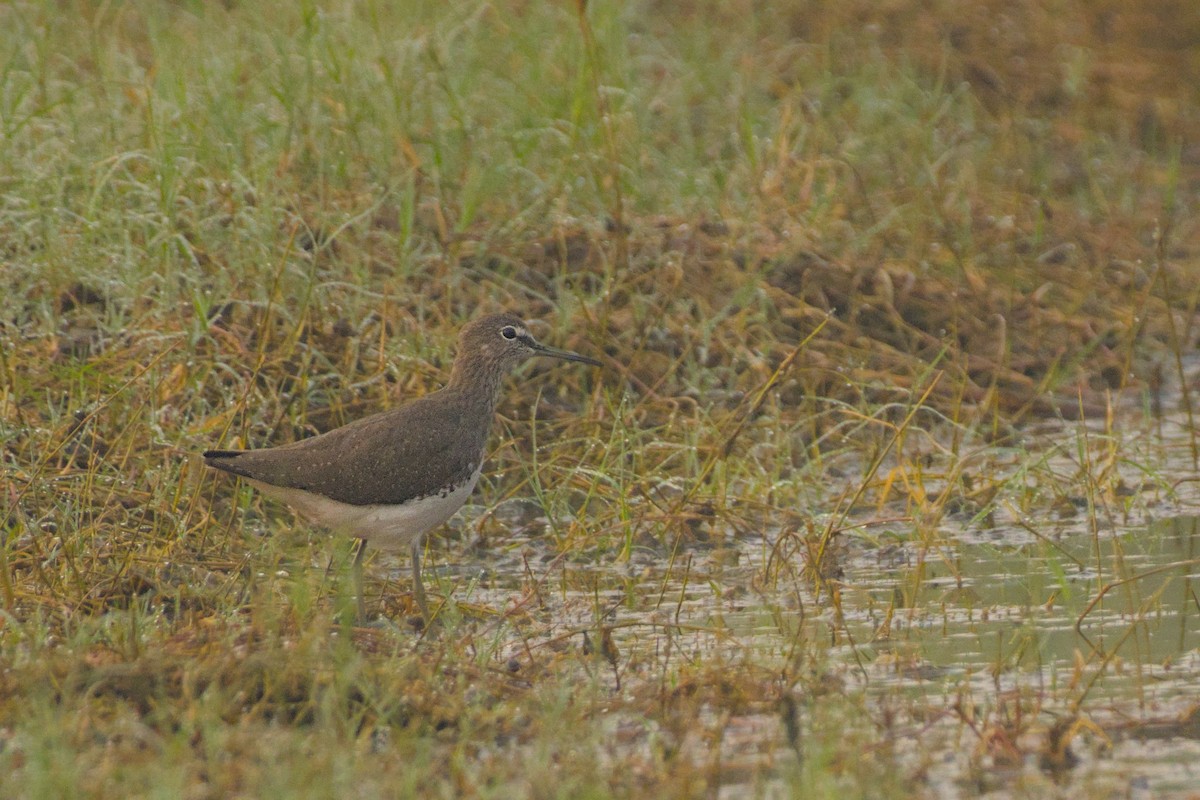 Green Sandpiper - ML645944805