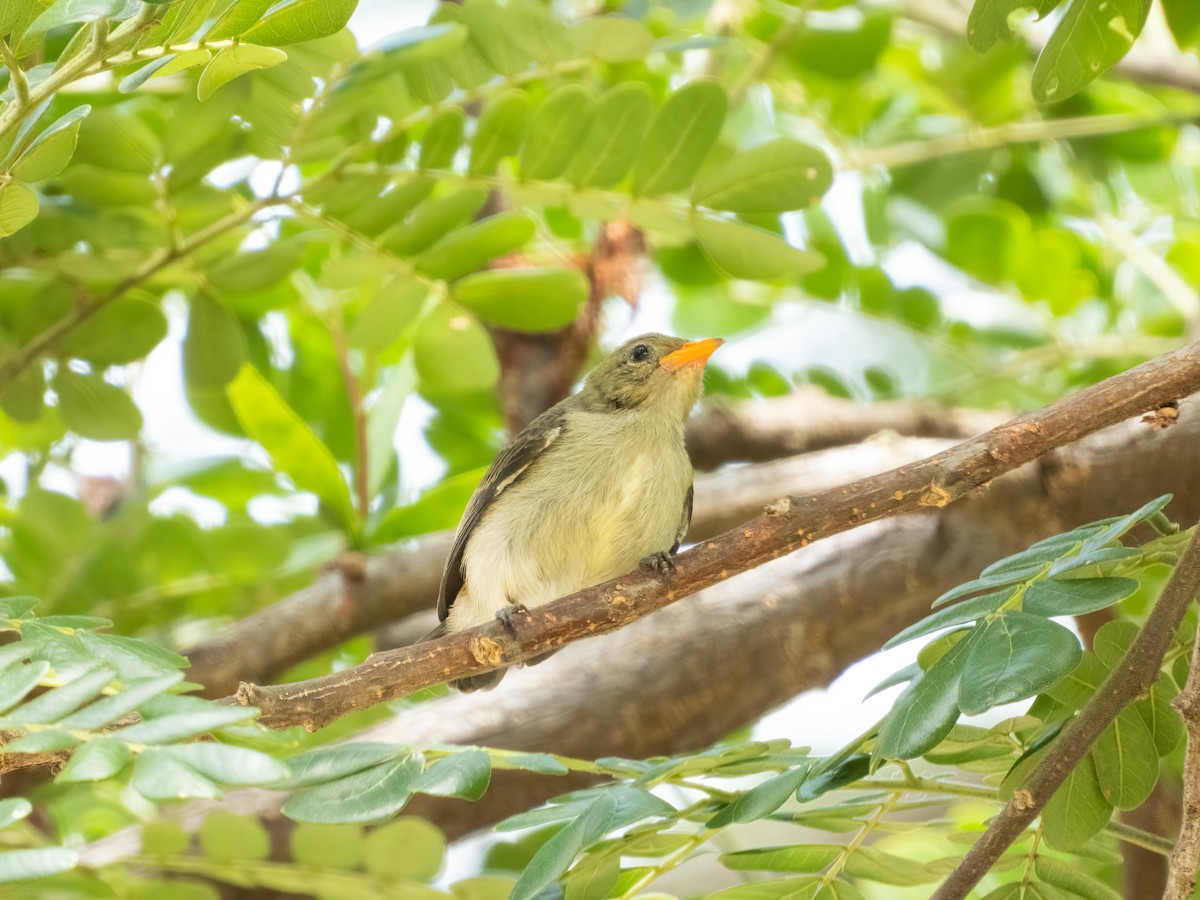 Scarlet-headed Flowerpecker - ML645944813