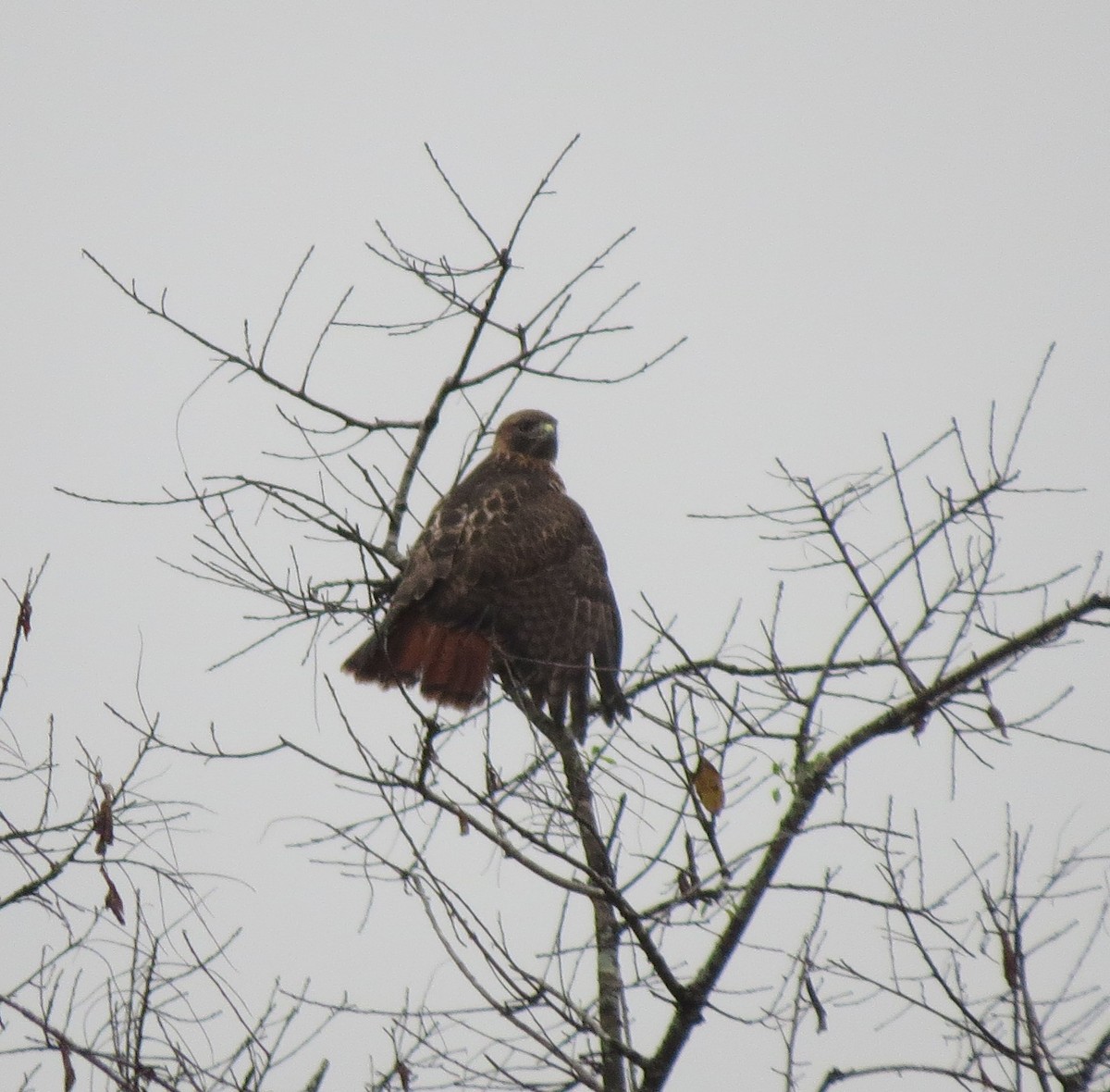 Poiana codarossa - ML645944826