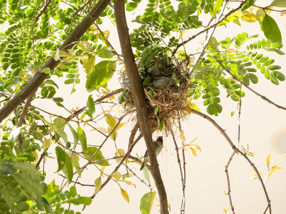 Scaly-breasted Munia - ML645944831