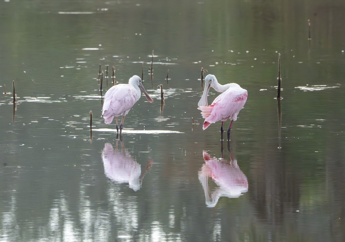 Espátula Rosada - ML645944832
