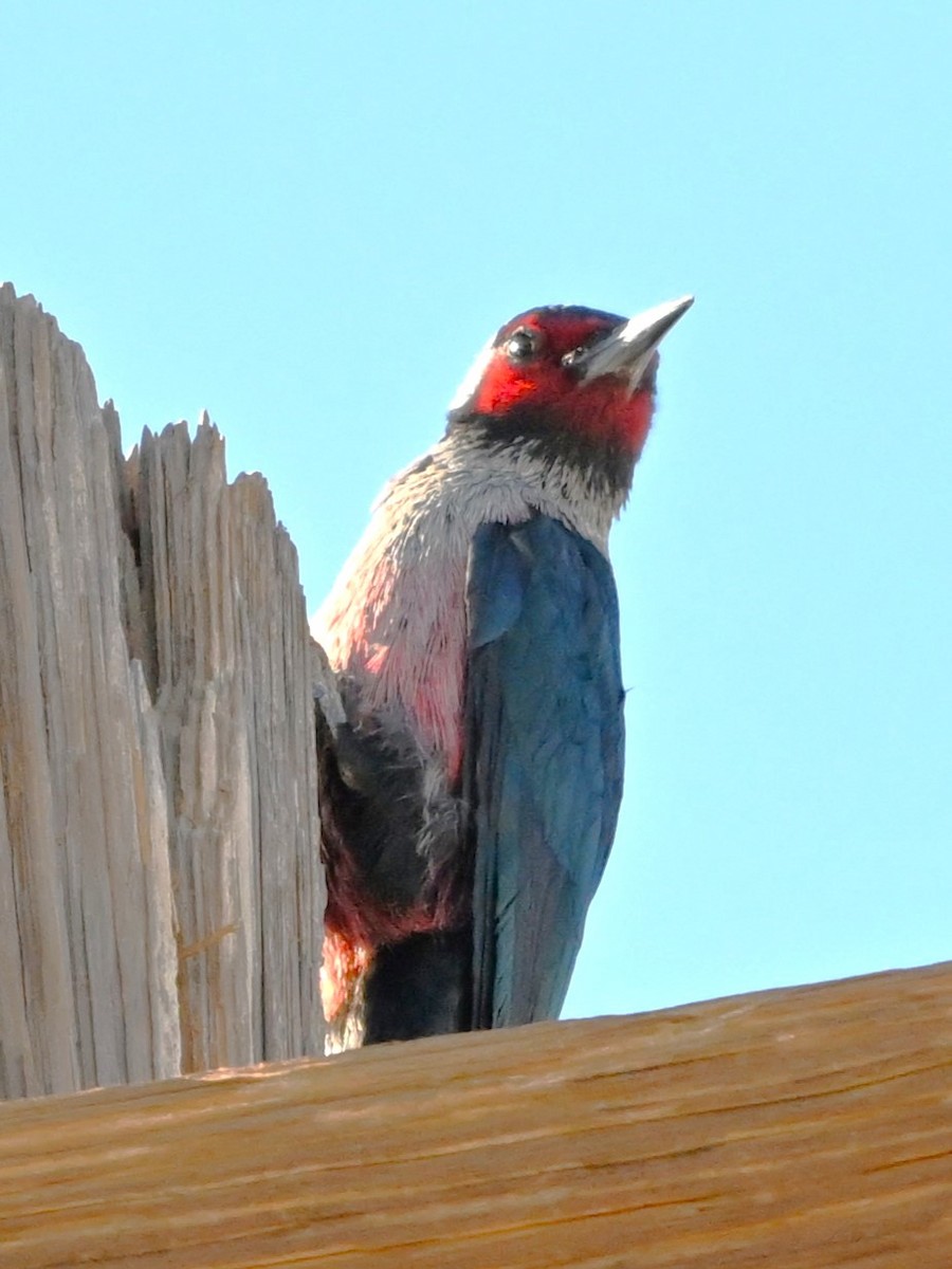 Lewis's Woodpecker - ML645944833
