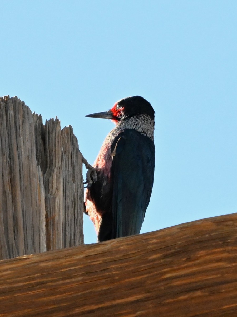 Blutgesichtspecht - ML645944834