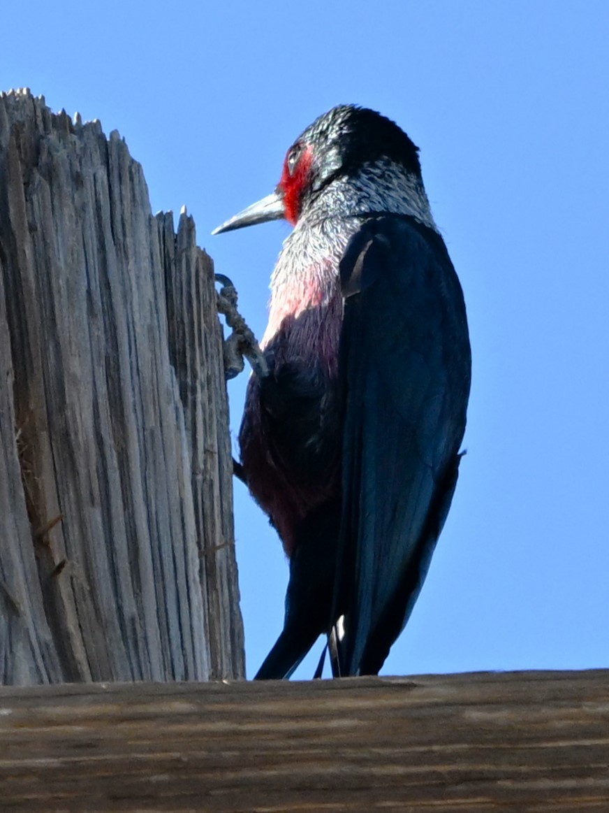 Lewis's Woodpecker - ML645944836