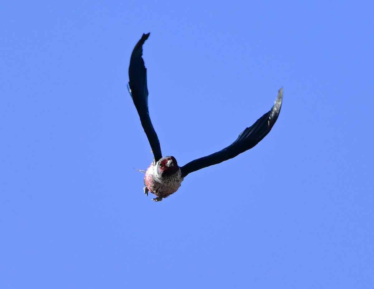 Blutgesichtspecht - ML645944837